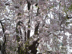 ちょっと残った桜