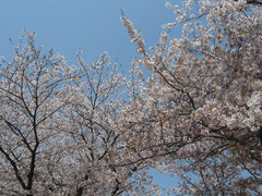 通りすがりの公園が美しい