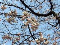 上野公園の桜